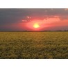 CZ - nature - field - rape - sun - sunset - time-lapse - faster 10x - 4K